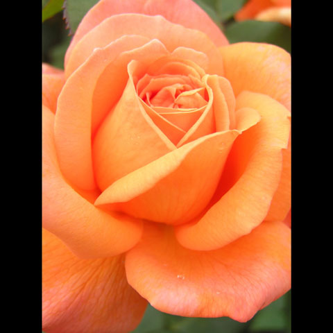 Apricot-Rose