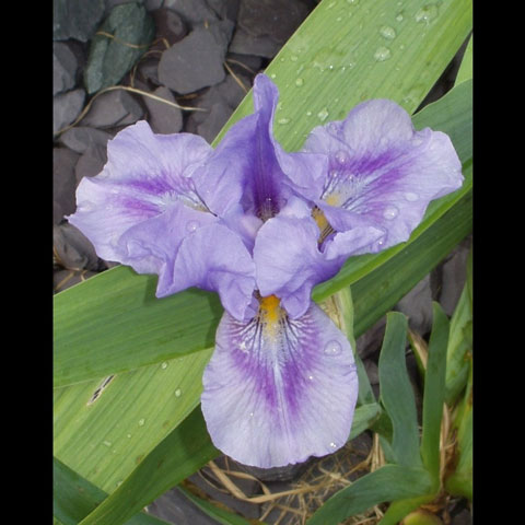 Blue-Iris