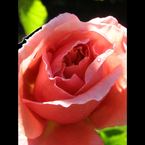 Deep-Pink-Rose