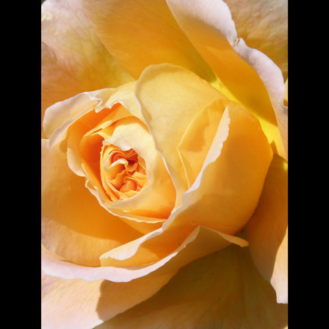 Gold-Rose